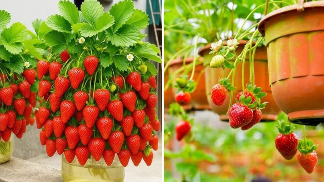Turn Plastic Bottles Into a 3-Story Hanging Strawberry Garden: A Genius DIY for Every American Home Grower