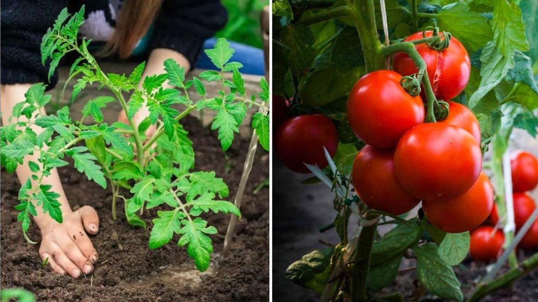 High-Yield Tomato Gardening at Home: Quick Growth & Early Harvest Tips Every American Gardener Should Know