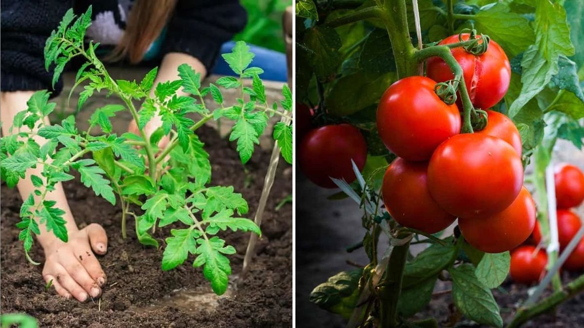 High-Yield Tomato Gardening at Home: Quick Growth & Early Harvest Tips Every American Gardener Should Know