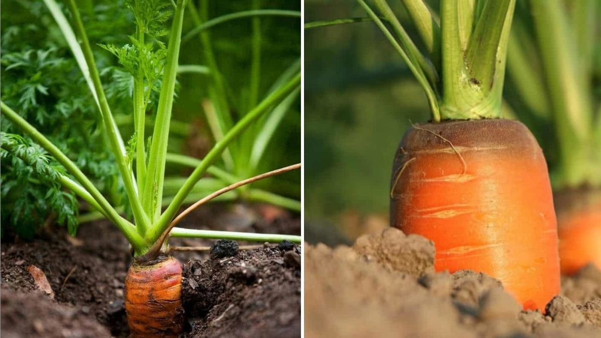 Growing Carrots From Discarded Stems: The Fast, Efficient, and High-Yield Way to Regrow Fresh Carrots at Home