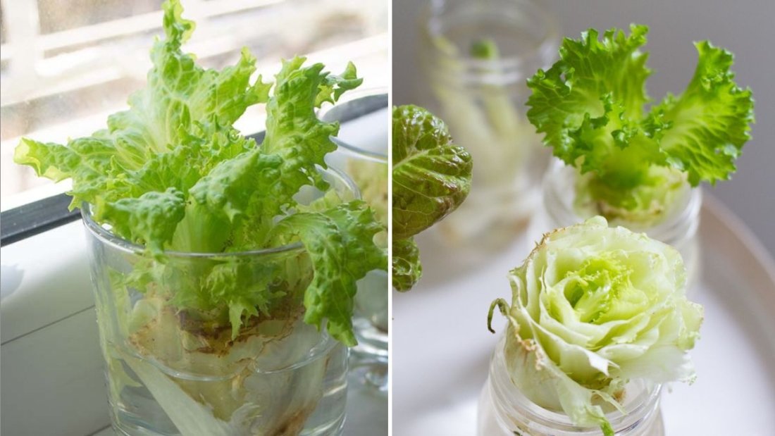 How to Regrow Cabbage from Kitchen Scraps: Fast, Easy, and Sustainable Gardening for Every Home
