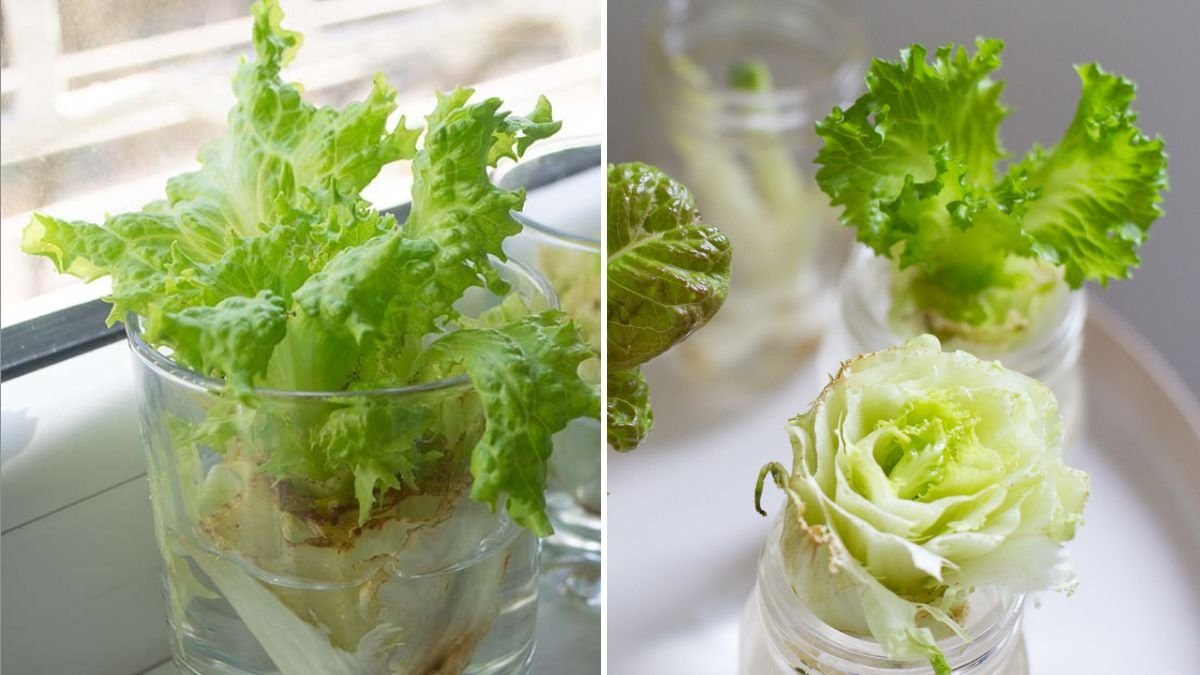 How to Regrow Cabbage from Kitchen Scraps: Fast, Easy, and Sustainable Gardening for Every Home