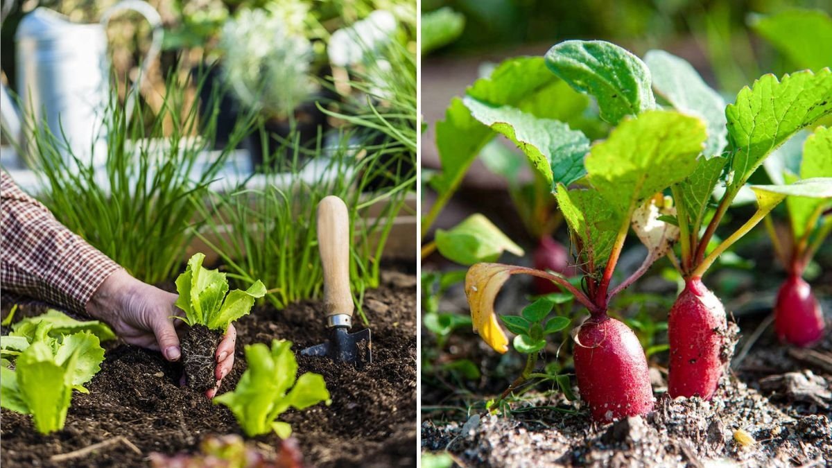 No Garden? No Problem! How to Grow Fresh Vegetables at Home and Feed Your Family All Year Round