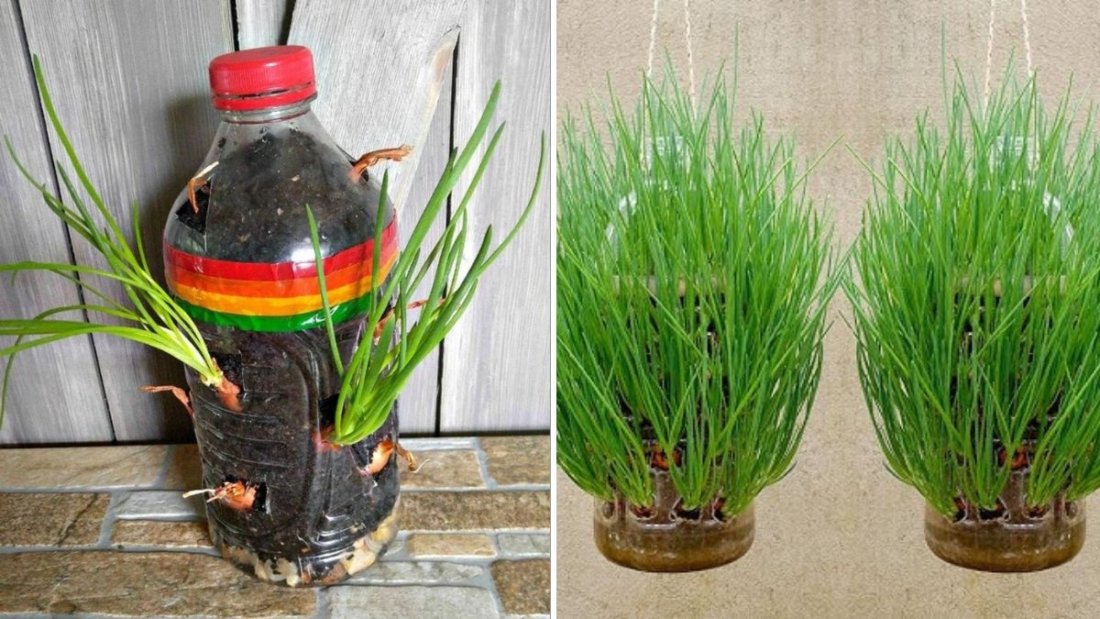 Grow Onions at Home Using Just Plastic Bottles: The Easy, Eco-Friendly Way to Get Big Harvests