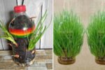 Grow Onions at Home Using Just Plastic Bottles: The Easy, Eco-Friendly Way to Get Big Harvests