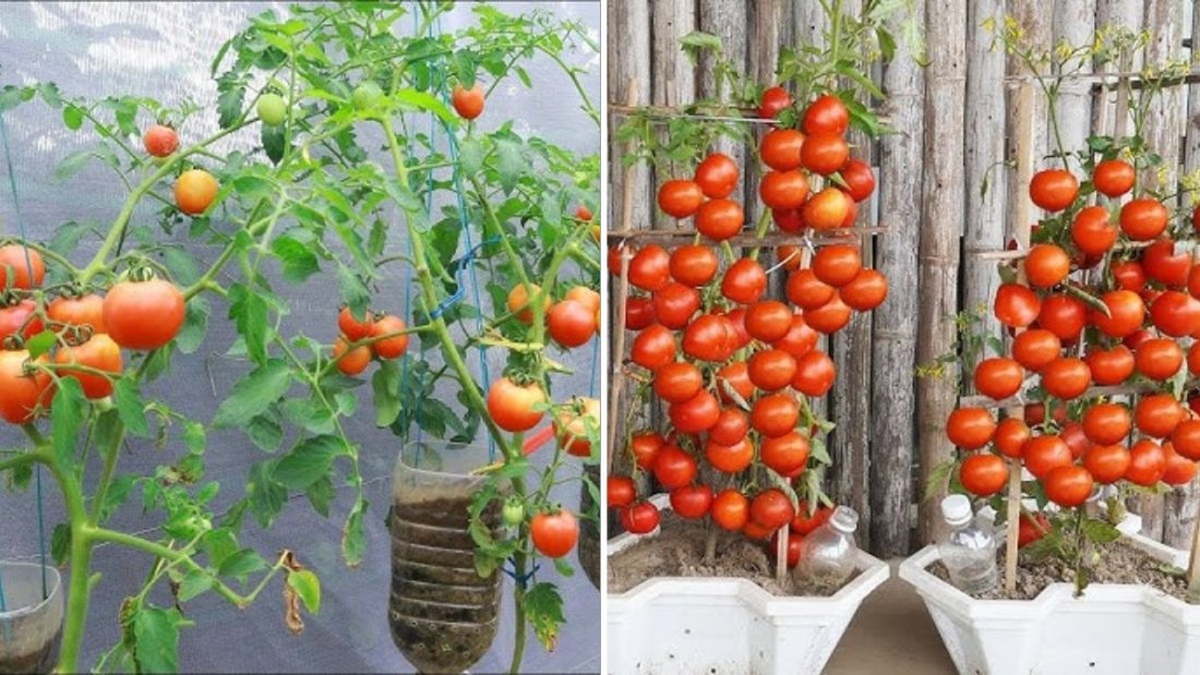 How to Make a 2-in-1 Hanging Garden to Grow Lettuce and Tomatoes — No Yard, No Problem!