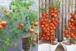 How to Make a 2-in-1 Hanging Garden to Grow Lettuce and Tomatoes — No Yard, No Problem!