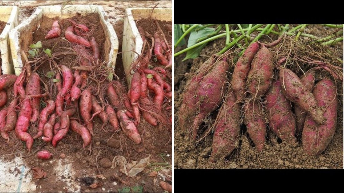 The Surprising Results of Growing Sweet Potatoes on a Terrace: A Simple Experiment That Worked Wonders