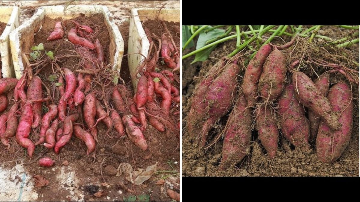 The Surprising Results of Growing Sweet Potatoes on a Terrace: A Simple Experiment That Worked Wonders