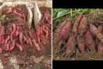 The Surprising Results of Growing Sweet Potatoes on a Terrace: A Simple Experiment That Worked Wonders