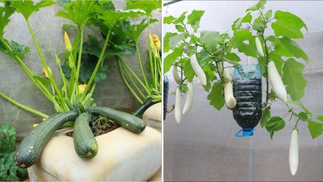 The Secret Recipe for Growing Big, Long, and Abundant Squash Using a Plastic Can, Milk, and