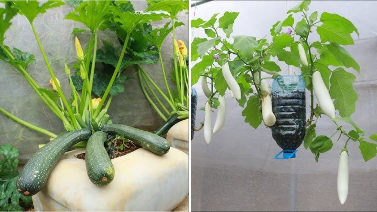 The Secret Recipe for Growing Big, Long, and Abundant Squash Using a Plastic Can, Milk, and