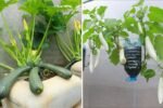 The Secret Recipe for Growing Big, Long, and Abundant Squash Using a Plastic Can, Milk, and