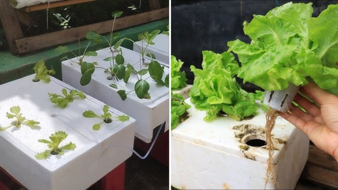 Fresh from the Garden: How to Grow Crisp, Flavorful Lettuce at Home