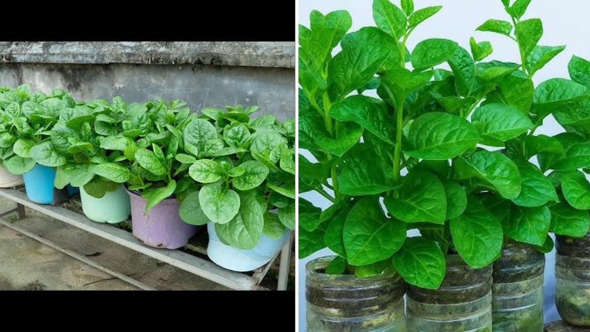 Supercharge Your Garden: How to Grow Spinach for a Year-Round Supply of Fresh Greens