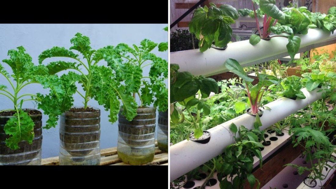 Kale: The Mighty Green Superfood You Should Be Growing in Your Backyard Garden