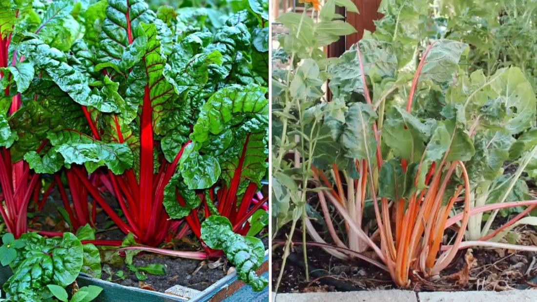 How to Grow Swiss Chard: The Vibrant, Easy-to-Grow Supergreen Your Garden Needs