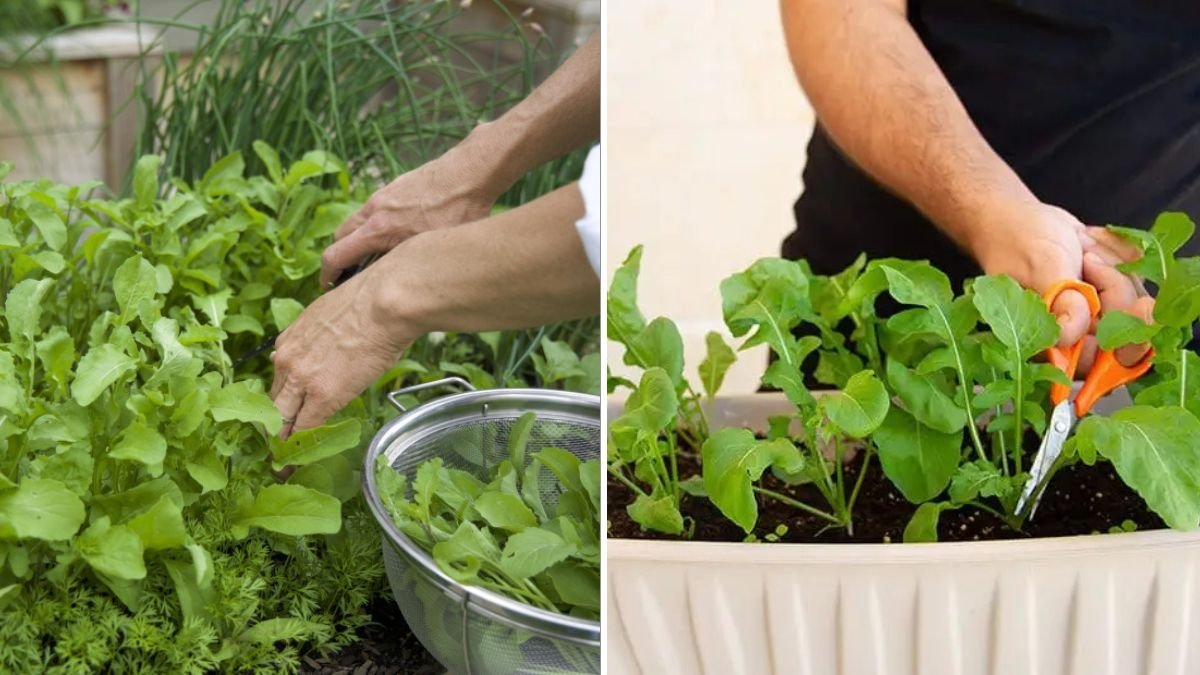 How to Grow Arugula (Rocket): The Fast-Growing, Peppery Green Every American Garden Needs