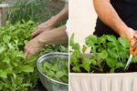 How to Grow Arugula (Rocket): The Fast-Growing, Peppery Green Every American Garden Needs