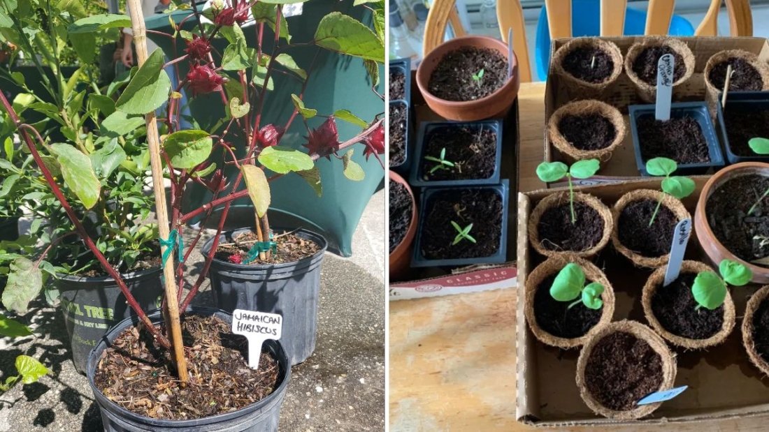 Sorrel The Tangy Green Superleaf Taking Over American Kitchens in 2025