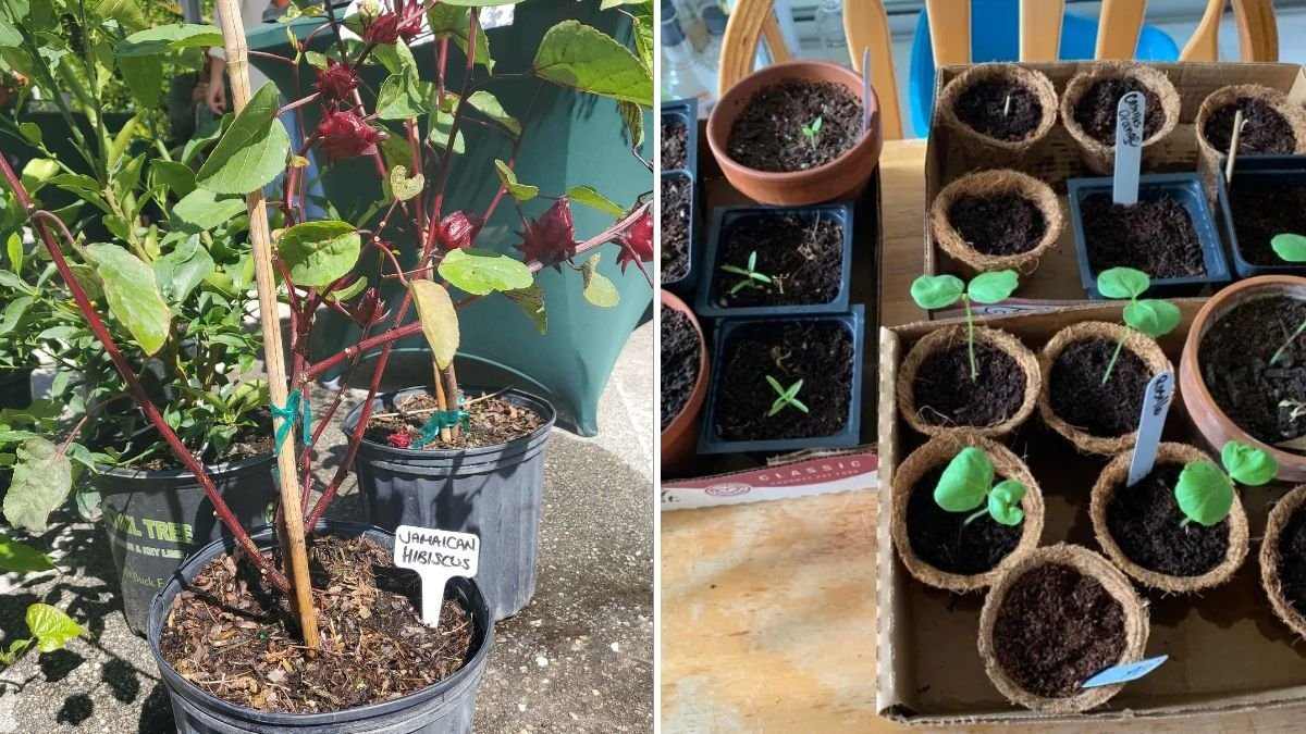 Sorrel The Tangy Green Superleaf Taking Over American Kitchens in 2025