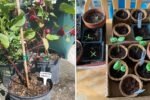 Sorrel The Tangy Green Superleaf Taking Over American Kitchens in 2025