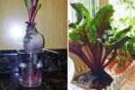 Beet Greens The Overlooked Superfood Americans Should Be Eating in 2025