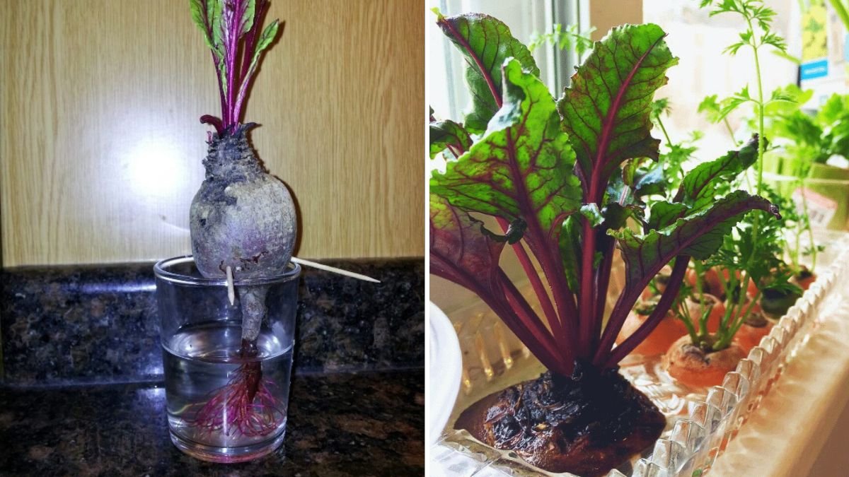 Beet Greens The Overlooked Superfood Americans Should Be Eating in 2025