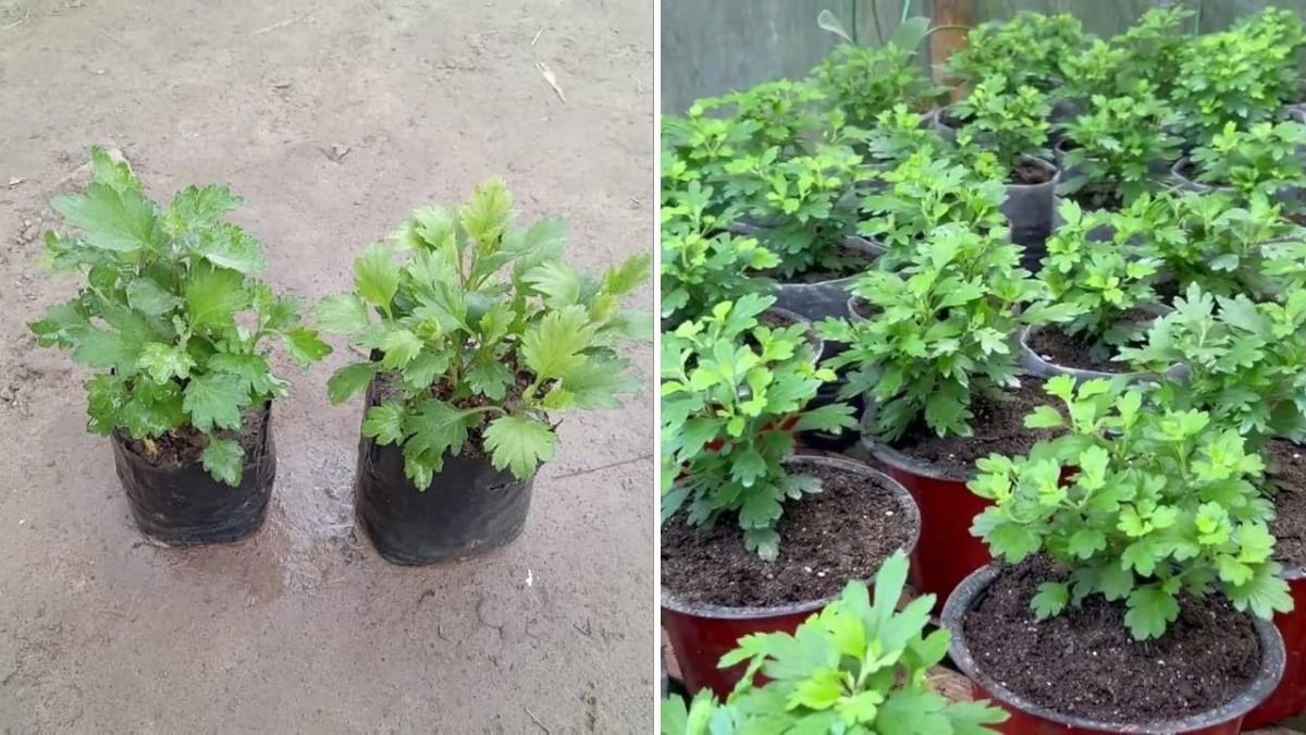 Chrysanthemum Greens The Flavorful Supergreen Americans Are Finally Discovering in 2025