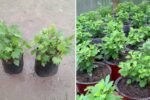 Chrysanthemum Greens The Flavorful Supergreen Americans Are Finally Discovering in 2025