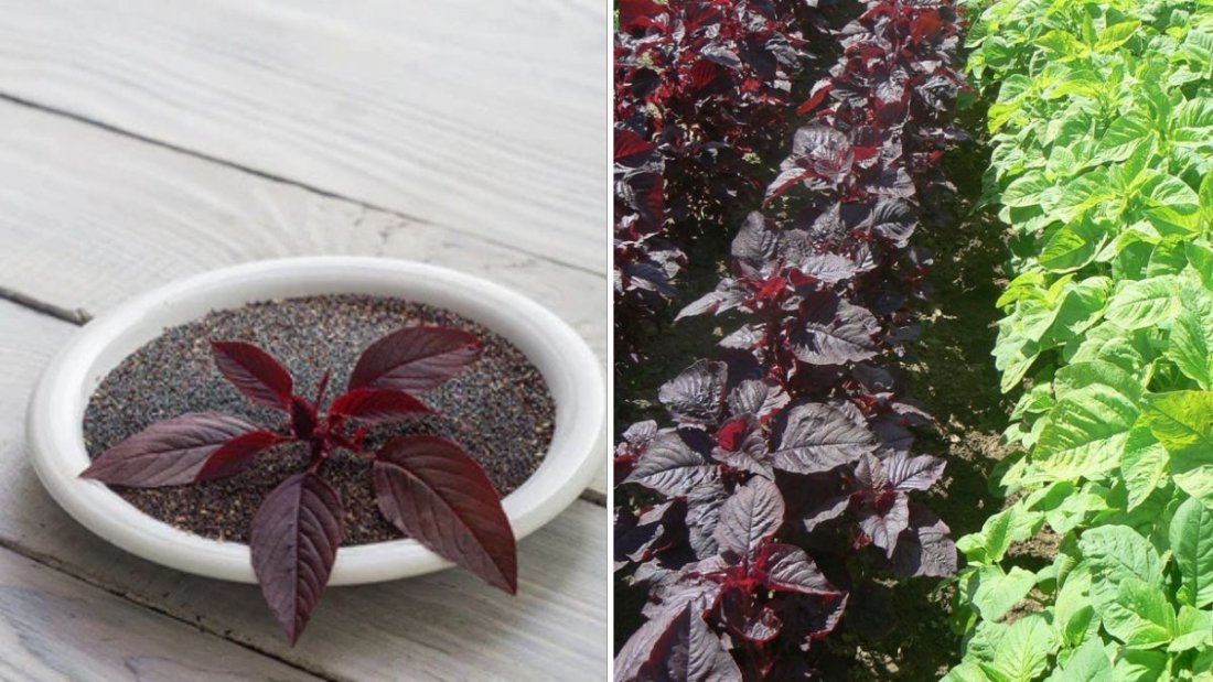 Green Amaranth: The Ancient Supergreen Making a Comeback in American Kitchens