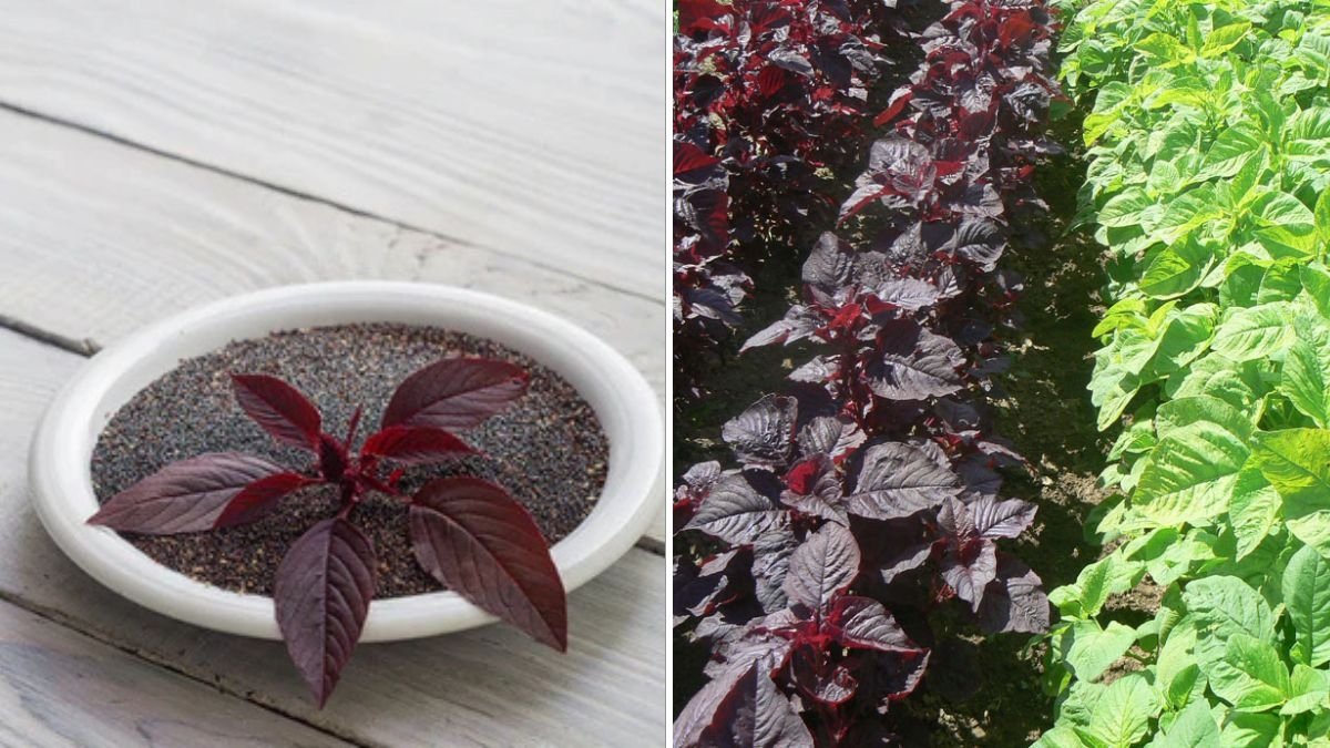 Green Amaranth: The Ancient Supergreen Making a Comeback in American Kitchens