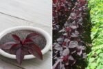 Green Amaranth: The Ancient Supergreen Making a Comeback in American Kitchens