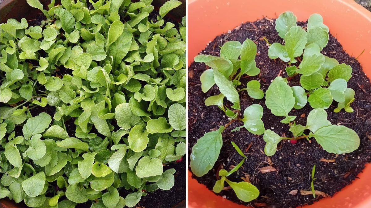 Daikon Radish The Ultimate Guide to Cooking, Health Benefits, and Delicious Recipes