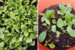 Daikon Radish The Ultimate Guide to Cooking, Health Benefits, and Delicious Recipes