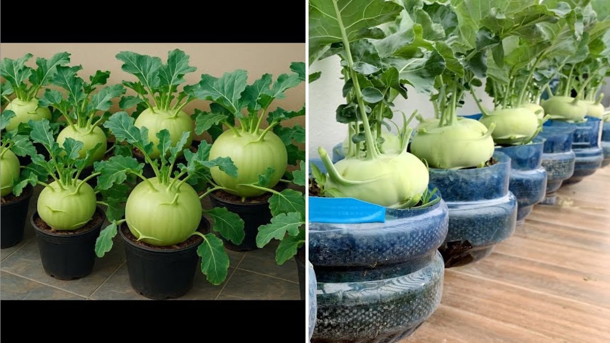 Kohlrabi The Crunchy, Nutritious Vegetable You Need in Your Kitchen
