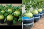Kohlrabi The Crunchy, Nutritious Vegetable You Need in Your Kitchen