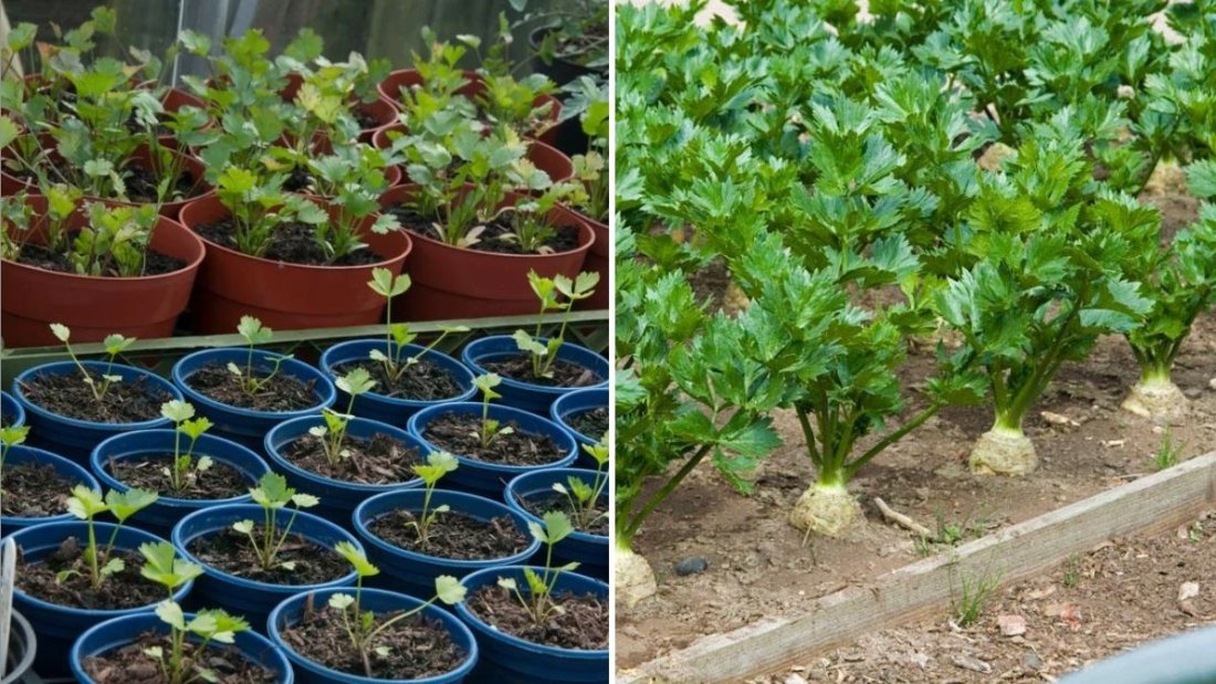 Celeriac The Underrated Root Vegetable You Need in Your Kitchen