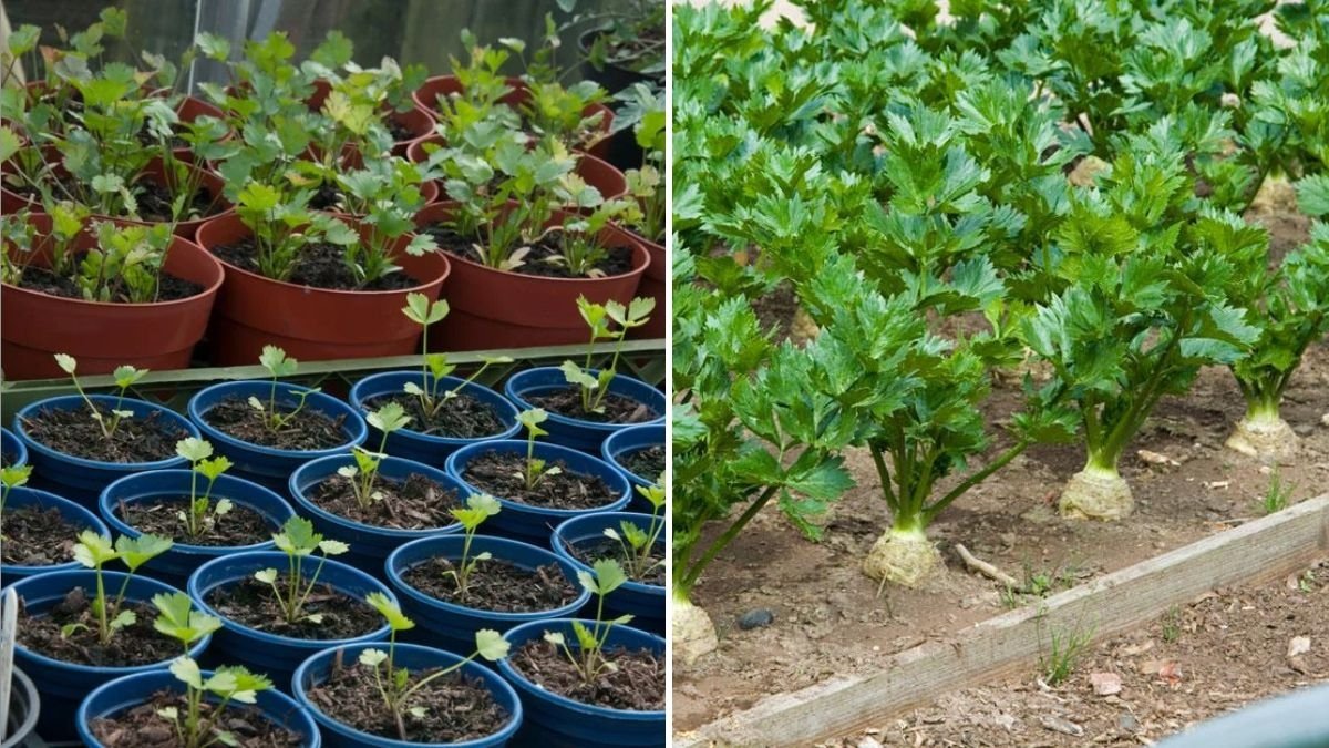 Celeriac The Underrated Root Vegetable You Need in Your Kitchen