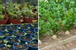 Celeriac The Underrated Root Vegetable You Need in Your Kitchen