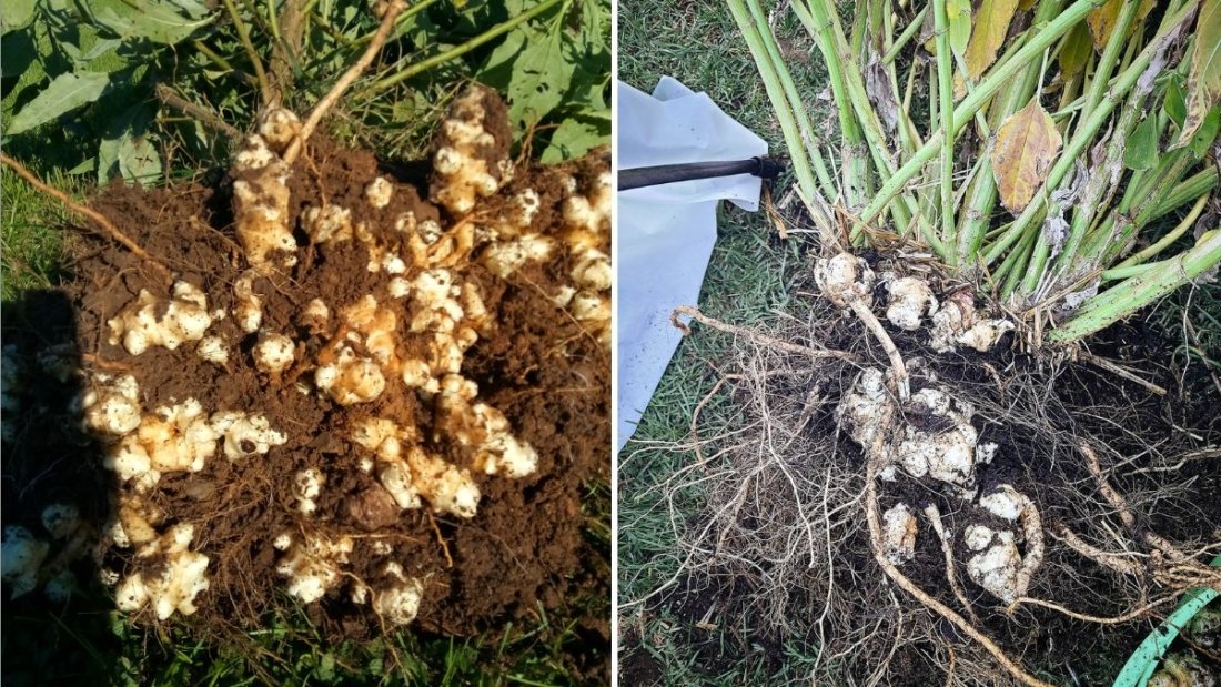Jerusalem Artichoke: A Complete Guide to Cooking, Health Benefits, and Delicious Recipes