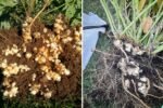 Jerusalem Artichoke: A Complete Guide to Cooking, Health Benefits, and Delicious Recipes