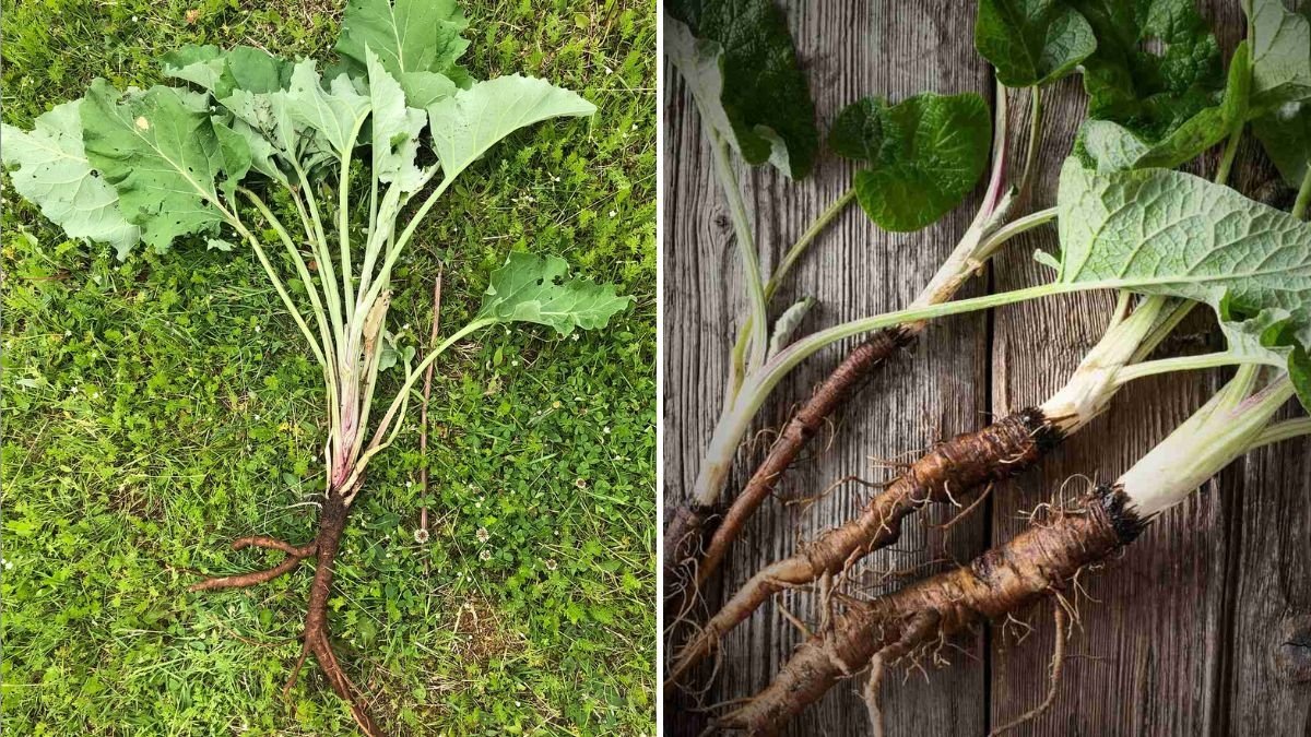 Burdock Root The Ultimate Guide to Health Benefits, Cooking Tips, and Delicious Recipes