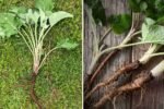 Burdock Root The Ultimate Guide to Health Benefits, Cooking Tips, and Delicious Recipes