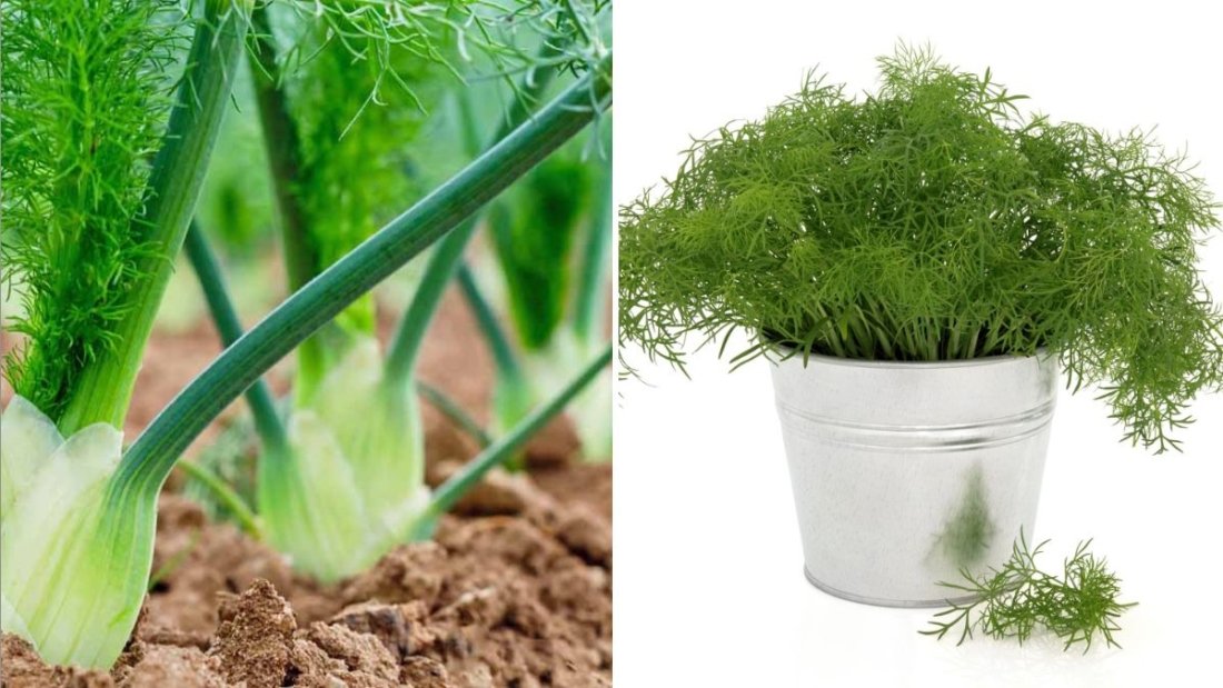 Fennel Bulb The Crunchy, Aromatic Super Veggie Every American Kitchen Needs