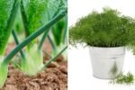 Fennel Bulb The Crunchy, Aromatic Super Veggie Every American Kitchen Needs