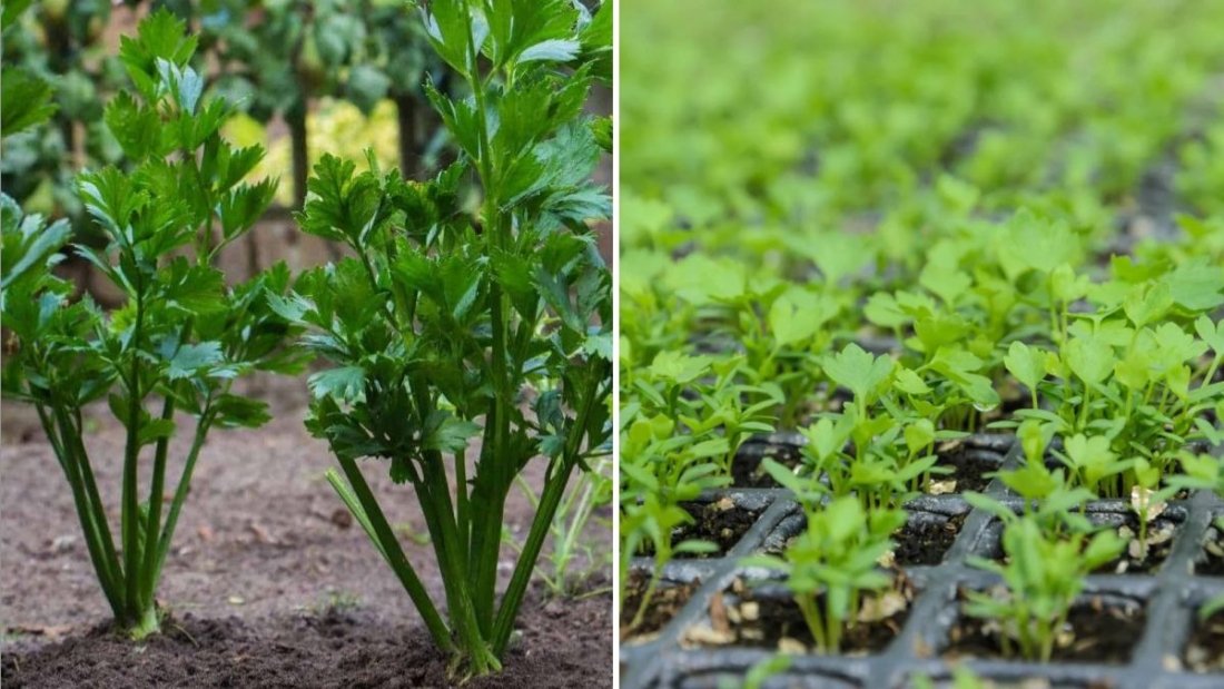 Celery The Crunchy, Low-Calorie Powerhouse Every American Kitchen Needs