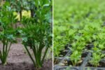 Celery The Crunchy, Low-Calorie Powerhouse Every American Kitchen Needs