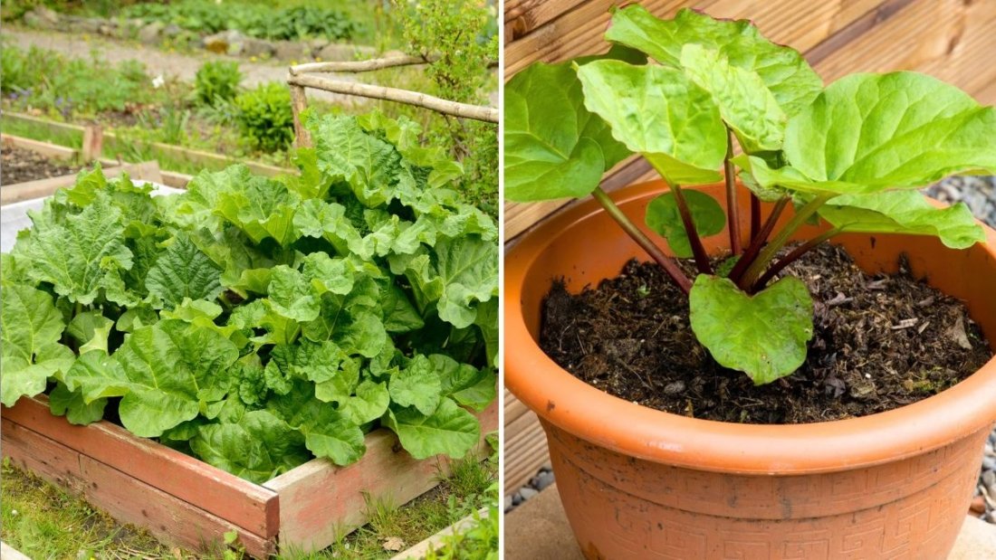 Rhubarb The Tart, Colorful Super Veggie Taking Over American Kitchens