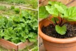 Rhubarb The Tart, Colorful Super Veggie Taking Over American Kitchens